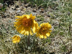 Click to see jeeping9.jpg