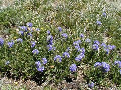 Click to see jeeping6.jpg