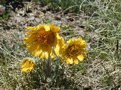 Click to see jeeping9.jpg