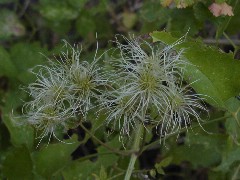 Click to see plants2.jpg