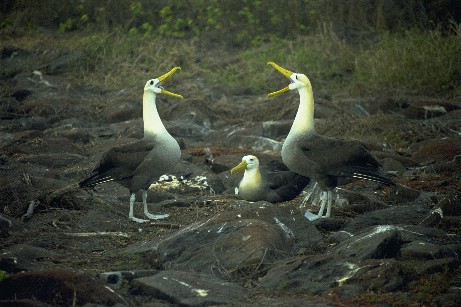 Click to see albtrss1.jpg