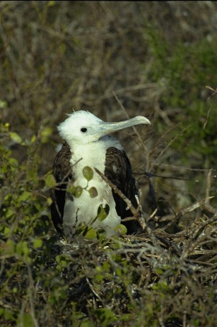 Click to see albtrss3.jpg