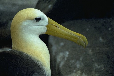 Click to see albtrss4.jpg