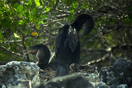 Click to see comorant.jpg