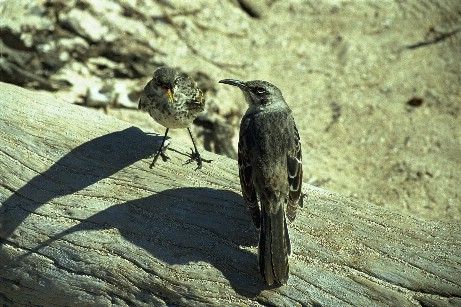 Click to see finches.jpg