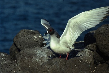 Click to see gull.jpg