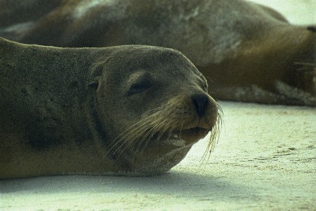 Click to see seal04.jpg