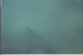 Click to see snsealion.jpg