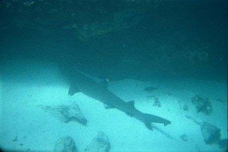 Click to see snshark.jpg