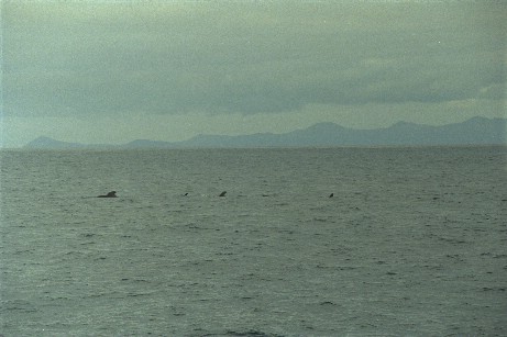 Click to see snwhale1.jpg