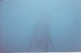 Click to see snwhale2.jpg