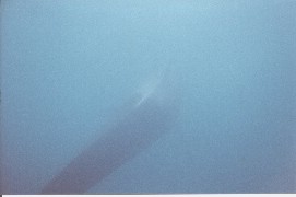 Click to see snwhale3.jpg