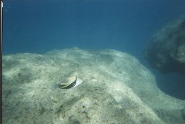 Click to see fish2.jpg