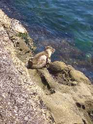 Click to see seals2.JPG