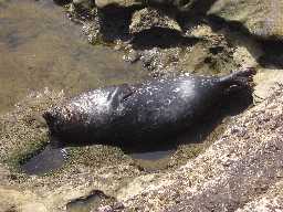 Click to see seals3.JPG