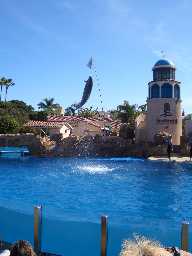 Click to see sw_dolphins2.JPG