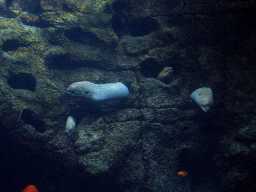 Click to see sw_eels.JPG