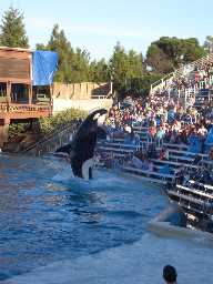 Click to see sw_shamu4.JPG