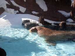 Click to see sw_walrus.JPG