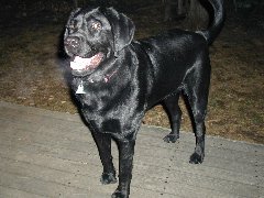 Click to see ziggy1.jpg