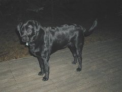 Click to see ziggy2.jpg