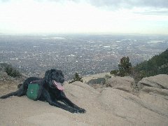 Click to see ziggy3.jpg