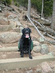 Click to see ziggy4.jpg