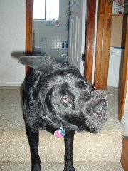 Click to see ziggy_12_2001a.jpg