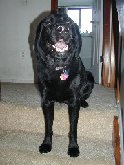 Click to see ziggy_12_2001b.jpg