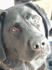 Click to see ziggyclose2.jpg