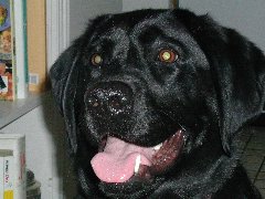 Click to see ziggyclose.jpg