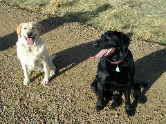 Click to see ziggyxochi.jpg